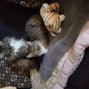 Meet your Posher, Nikcole